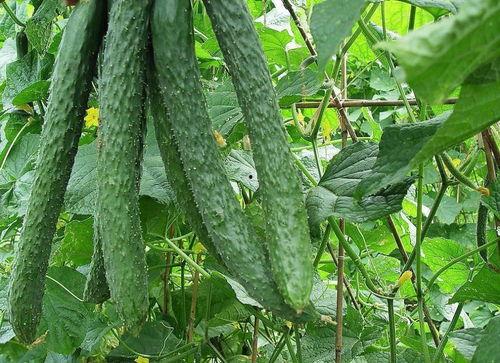 吃瓜为相,吃瓜群众视角下的相术揭秘