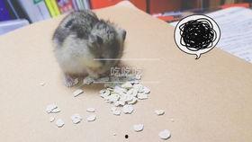 仓鼠吃蓝瓜,仓鼠美食之旅