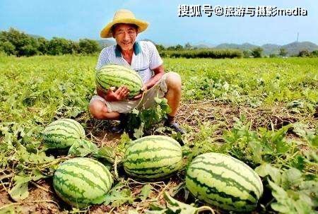 梦到走路在路边摘瓜吃,路边摘瓜的奇幻之旅