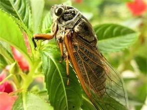 吃瓜大队和知了,夏日炎炎,趣味盎然