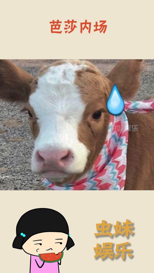 抖音解剖吃瓜,揭秘网络热点的背后真相