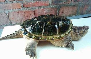 鳄龟声控吃瓜,奇趣吃瓜大揭秘