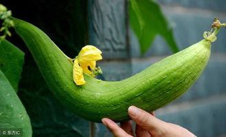 怎样避免吃瓜,教你如何远离无效信息,专注自我成长