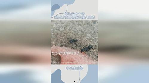 蚂蚁会吃瓜吗,揭秘蚂蚁吃瓜之谜