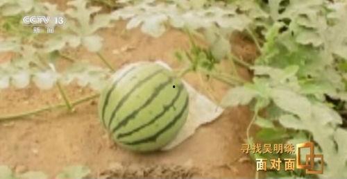 新疆吃瓜在哪看,揭秘最佳观瓜胜地