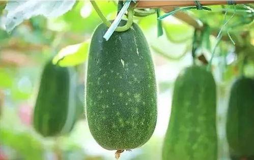 吃一个瓜,一瓜引发的无限遐想