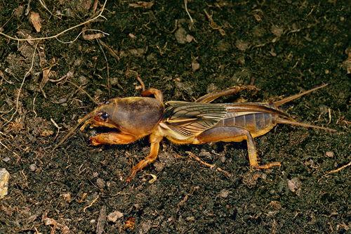 吃瓜身上刺挠,揭秘身上刺挠的神秘现象