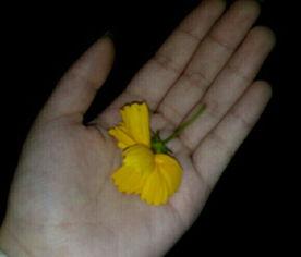 大瓜吃瓜素材视频大全,揭秘热门视频素材背后的故事