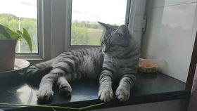 小毛驴吃瓜,小毛驴的甜蜜瓜果时光