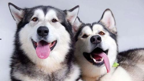 哈士奇吃瓜看戏图片,萌态十足成网红新宠