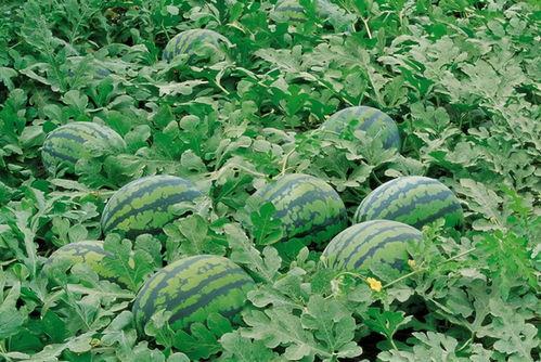 颜色小花白鹿吃瓜,小花映晴空