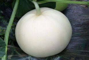 梦见摘梨瓜 吃梨瓜,揭秘摘梨瓜与吃梨瓜的神秘寓意