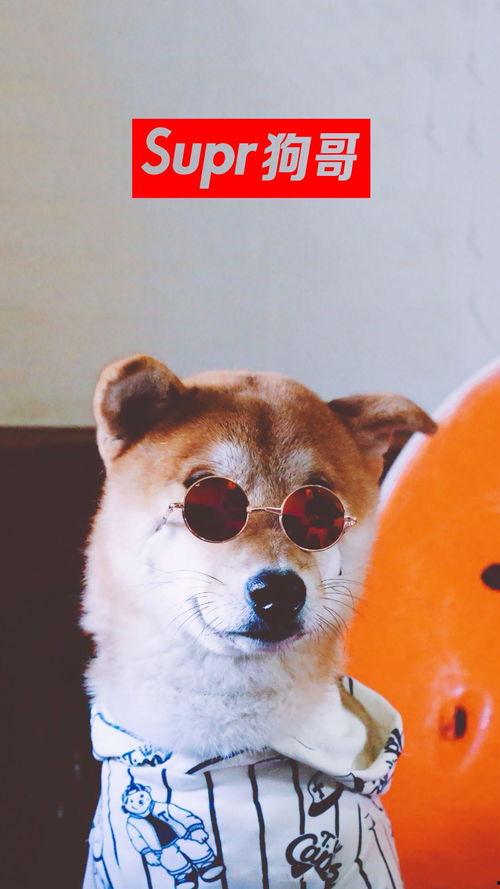 吃瓜的二狗子,揭秘娱乐圈幕后真相