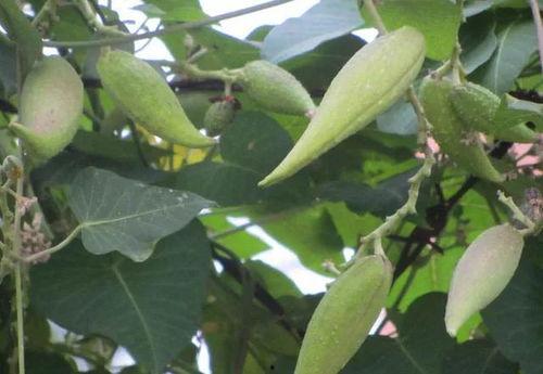 地瓜带你吃瓜,探寻美食之旅