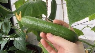 摘瓜洗瓜切瓜吃瓜的故事,一场关于收获与品味的奇妙之旅