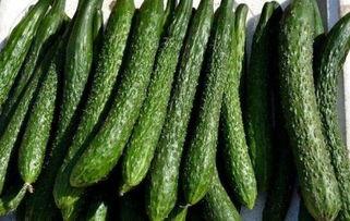 吃沙瓜能减肥吗