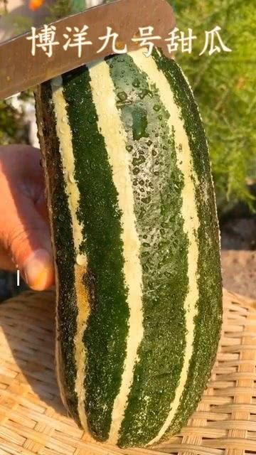 日本瓜怎样熟吃,解锁夏日清新美味
