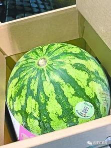 武汉吃瓜图,一场网络热议背后的城市生活剪影