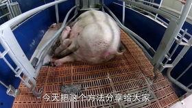 母猪吃生哈密瓜,探寻其营养奥秘与养殖价值