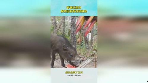 猪吃瓜行吗,趣味农业现象背后的启示