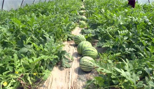 蚌埠最新吃瓜事件视频