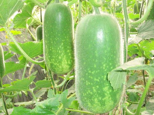 锐评吃瓜盟主,揭秘网络舆论场中的“瓜王”传奇