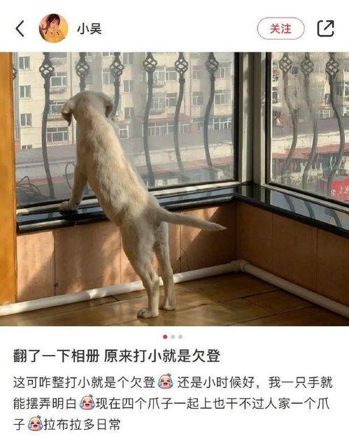 吃瓜神秘物种视频,吃瓜视频背后的惊人真相