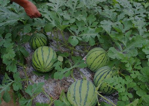 山西介休吃瓜事件视频