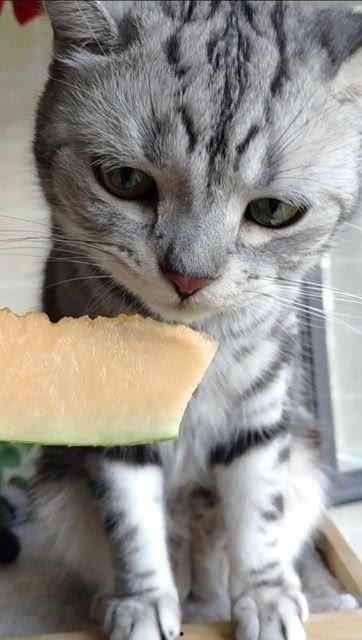 猫为什么喜欢吃瓜,揭秘瓜果诱惑之谜