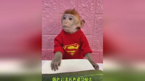 吃瓜的猴哥,揭秘娱乐圈的酸甜苦辣