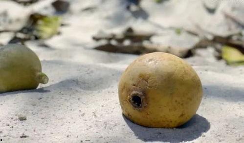 铁娃吃瓜,揭秘娱乐圈幕后故事