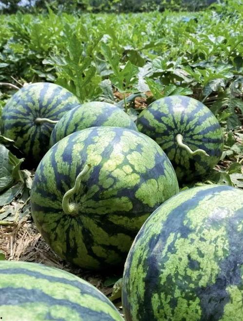 临沧野外吃瓜事件,一场意外引发的全民热议