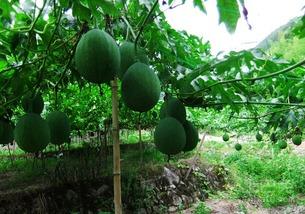 吃吊瓜的危害,揭秘潜在危害与注意事项