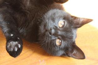 黄猫吃瓜,黄猫瓜田乐逍遥