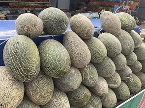 青甘大环线瓜州吃瓜,青甘大环线上的甜蜜之旅